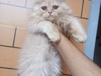 Traditional Persian Cat