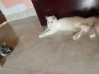Traditional Persian cat for sale