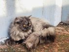 Traditional Persian Cat