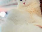 Traditional Persian Cat