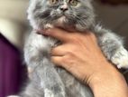 Traditional Persian Cat