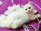 Traditional Persian Cat