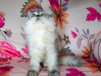 Traditional persian cat