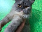 Traditional Persian Cat