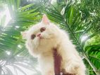 Traditional Persian Cat