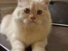 Traditional Persian Cat