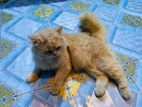 Traditional Persian Cat