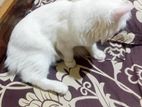 Traditional Persian cat