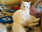 Traditional Persian cat,