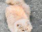 traditional Persian cat