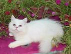 traditional persian cat