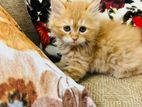 Traditional Persian Cat for sell (Female)