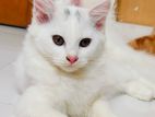 traditional Persian cat for sell