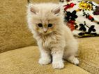 Traditional Persian Cat for sell (Male)