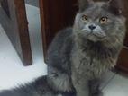 TRADITIONAL PERSIAN CAT FOR SELL MALE