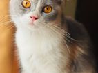 Traditional Persian Cat ( High Quality )