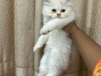 Traditional Persian cat male baby