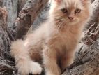 Traditional Persian Cat Male