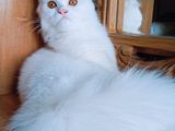 Traditional Persian Cat Male