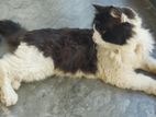 Traditional Persian Cat (Male)