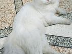 Traditional Persian Cat Male