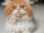 Traditional Persian cat (male)