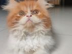 Traditional Persian cat (male)