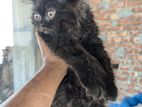 Traditional Persian cat male kitten