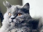 Traditional Persian Cat Pure bloodline