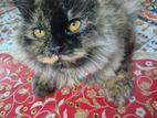 Traditional Persian Cat. Reasonable Price