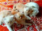Traditional Persian Cat Sell Korbo. 4tai Male.