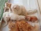 Traditional Persian cat sell korbo. Male 14 hajar. Female 16