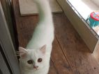 Traditional Persian Cat Triple Ct