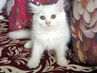 Traditional Persian Cat Triple Ct