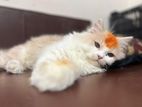 Traditional Persian Cat white and ginger color Male Female