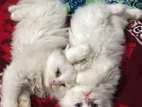 Traditional persian cats