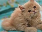 Traditional persian doll face female kitten