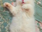 Traditional persian F M