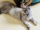 Traditional persian female 6 months