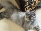 Traditional Persian female 6 months