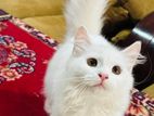 Traditional Persian Female 6 Month's Semi Adult