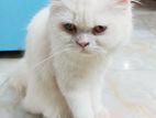 Traditional Persian Female adult cat