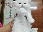 Traditional Persian Female & Male Kitten
