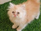 Traditional Persian female cat