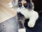 traditional Persian female cat