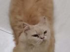 Traditional persian Female cat