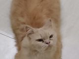 Traditional persian Female cat