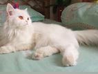 Traditional Persian Female Cat.