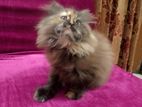 Traditional Persian Female Cat