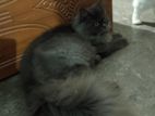 Traditional Persian Female Cat